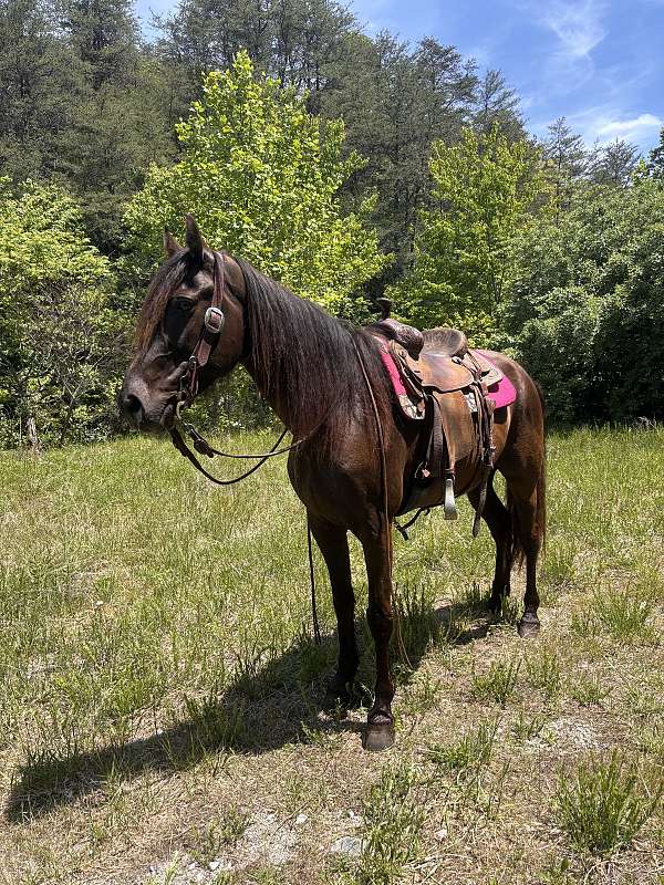 missouri-fox-trotter-mare