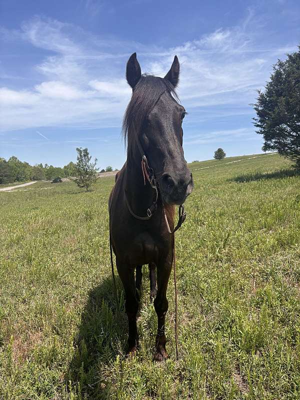 missouri-fox-trotter-horse-for-sale