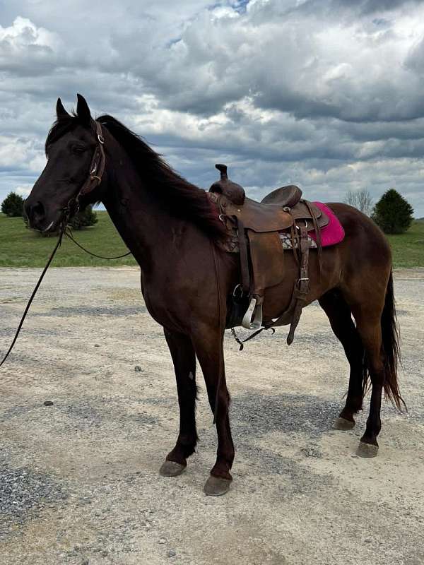 missouri-fox-trotter-horse