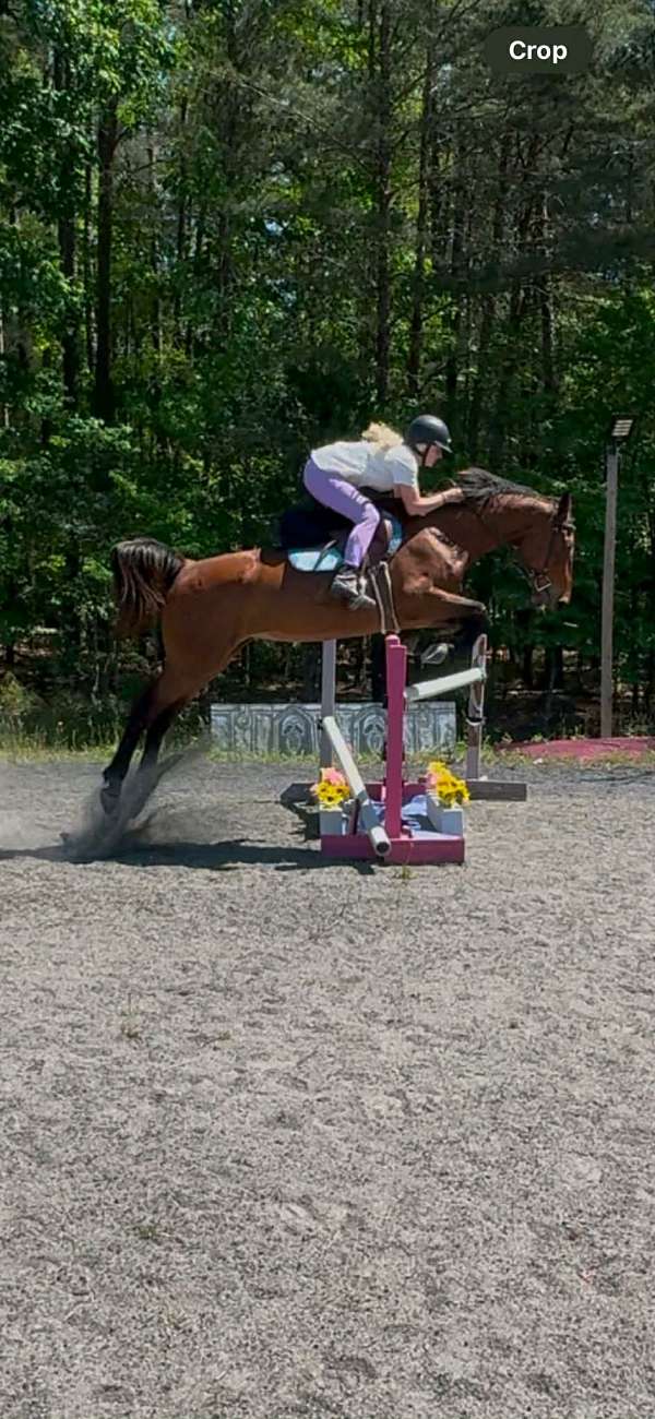 athletic-warmblood-horse