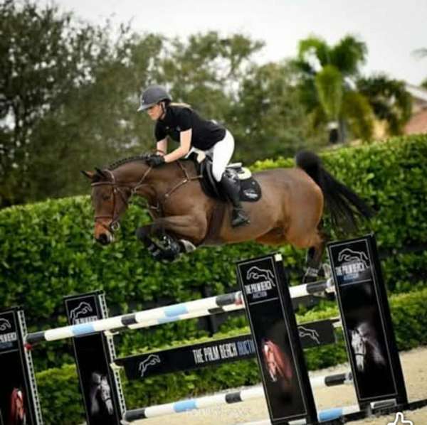 champion-warmblood-horse