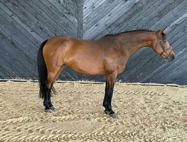 experienced-warmblood-horse