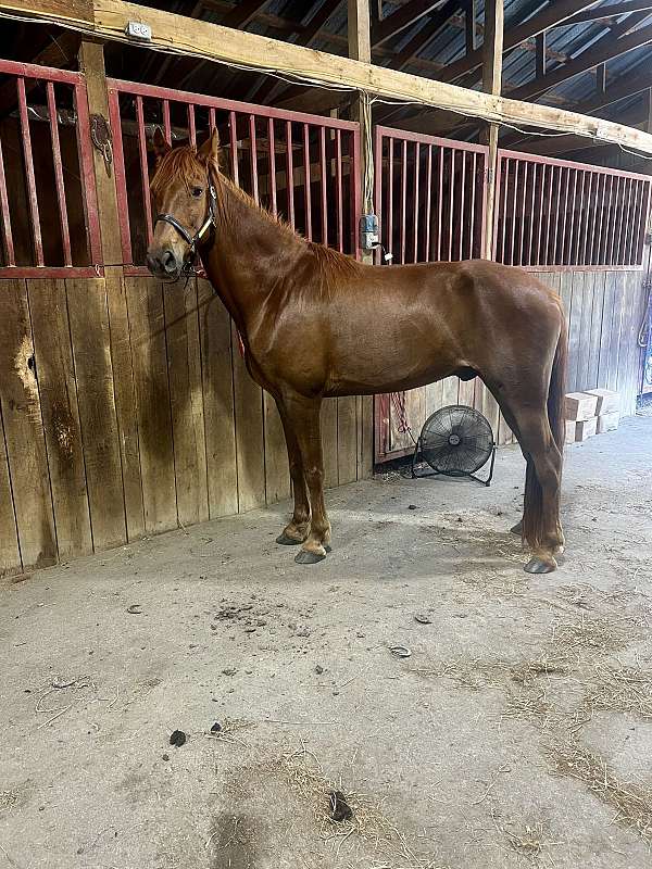 tennessee-walking-gelding