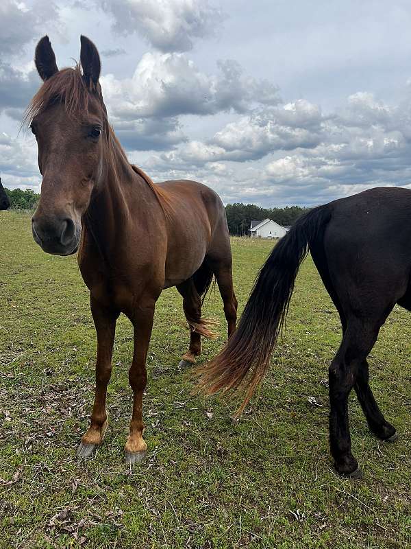 tennessee-walking-horse-for-sale