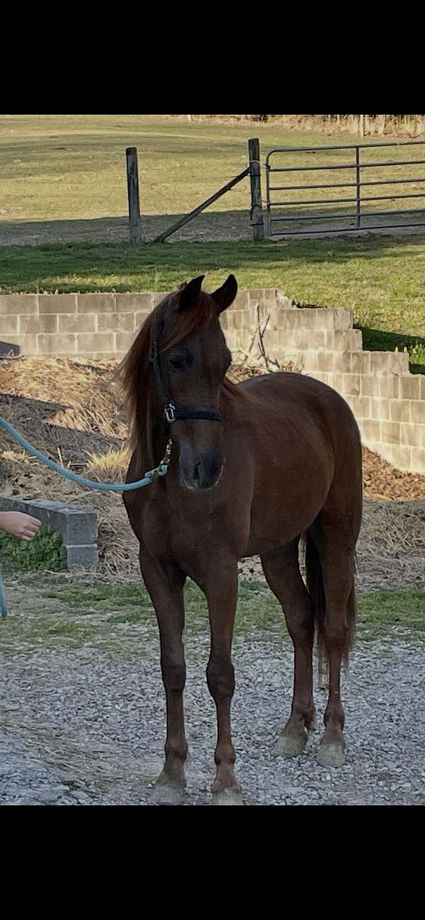tennessee-walking-horse