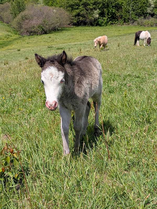 black-bald-face-blue-eyes-horse