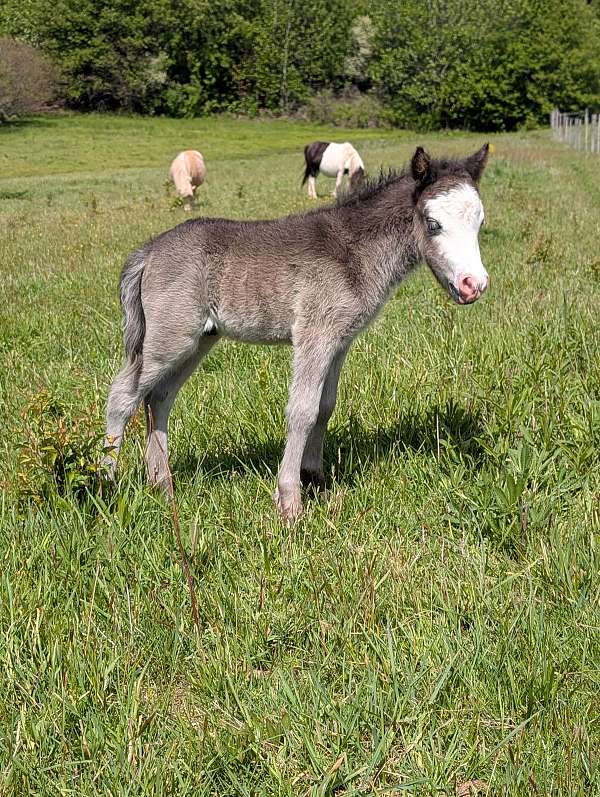 bald-face-blue-eyes-horse