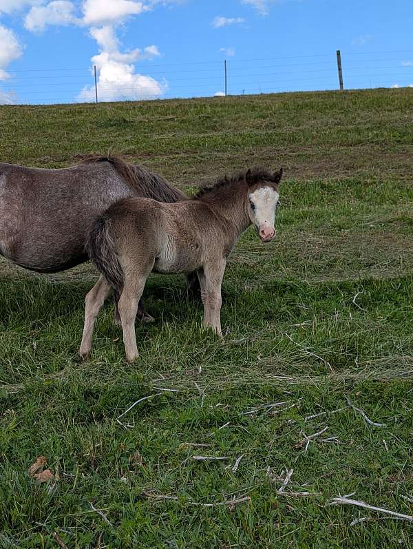 all-around-miniature-horse