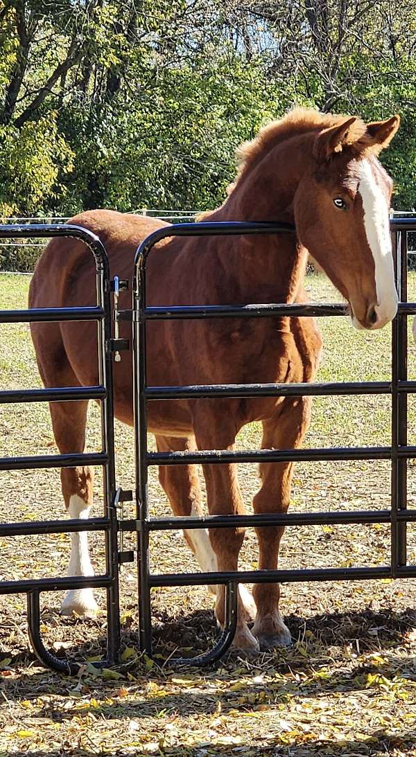 cutting-prospect-belgian-horse