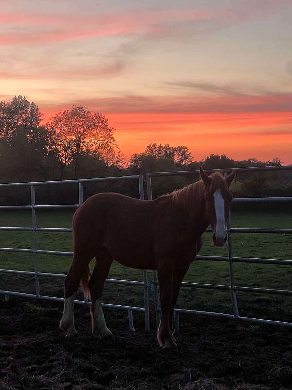 companion-driving-yearling