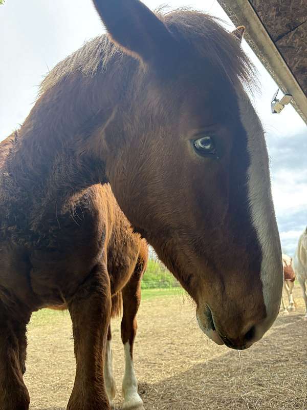 companion-driving-belgian-horse