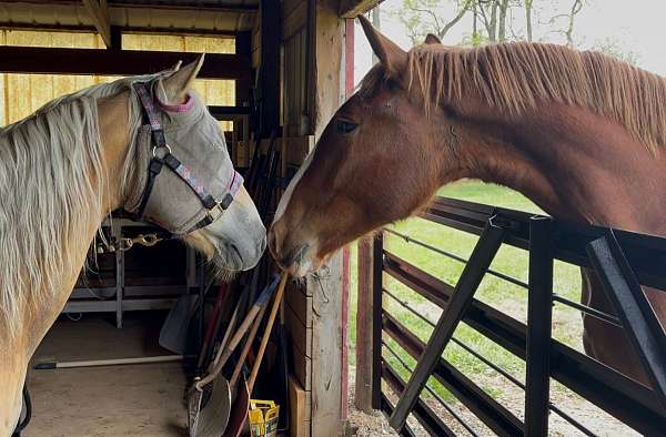 blue-eyed-belgian-horse