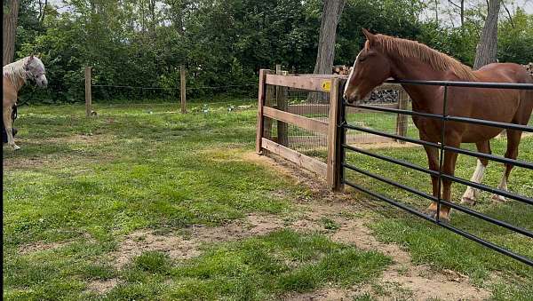 draft-belgian-horse
