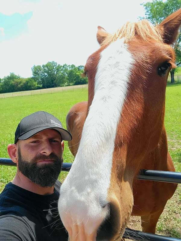 flashy-belgian-horse