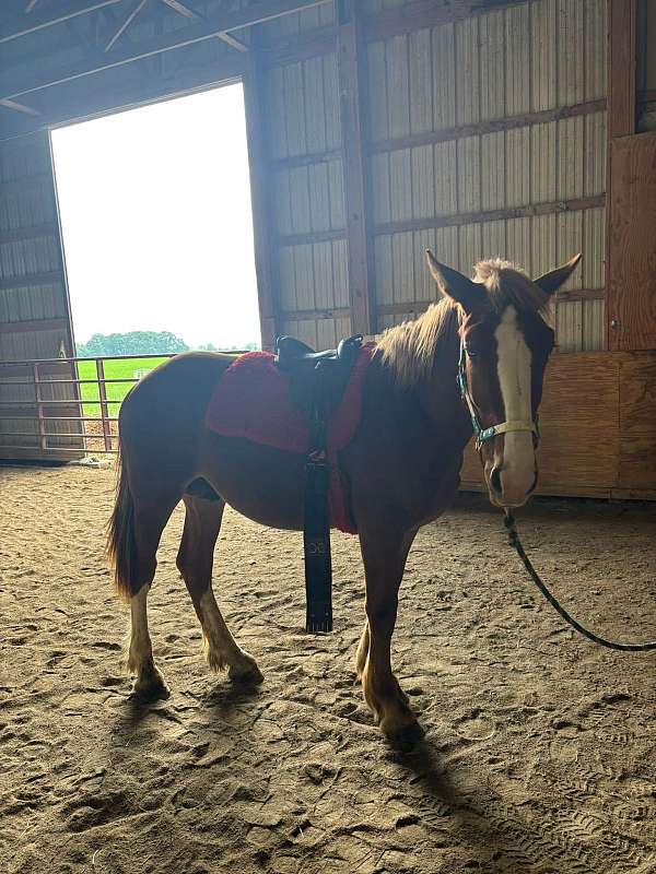 gaited-belgian-horse