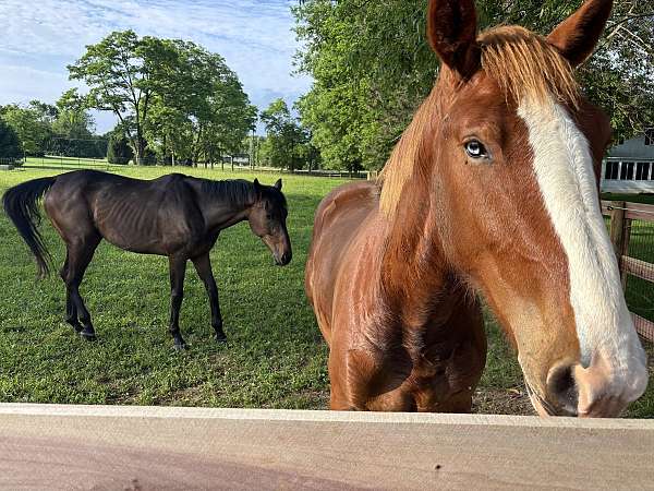 big-boned-belgian-horse
