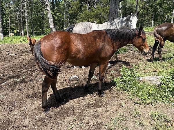 star-on-forehead-horse