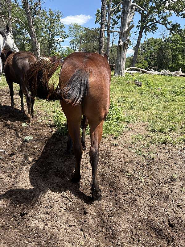 bay-star-on-forehead-horse