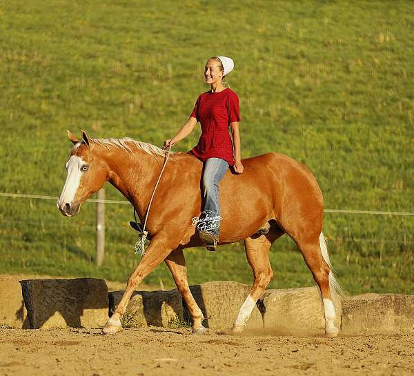 palomino-bald-face-2-white-socks-horse