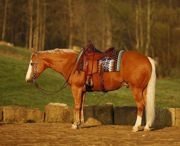 bald-face-2-white-socks-horse