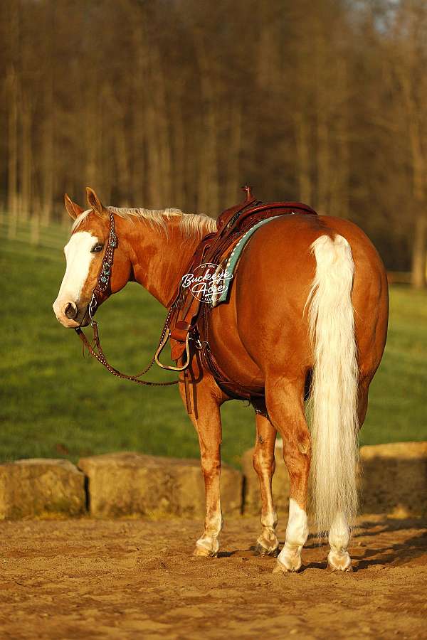 all-around-quarter-horse