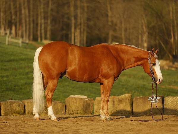 athletic-quarter-horse