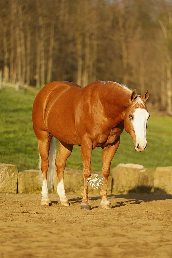 beginner-quarter-horse