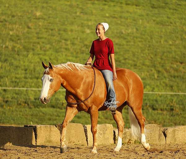 blue-eyed-quarter-horse