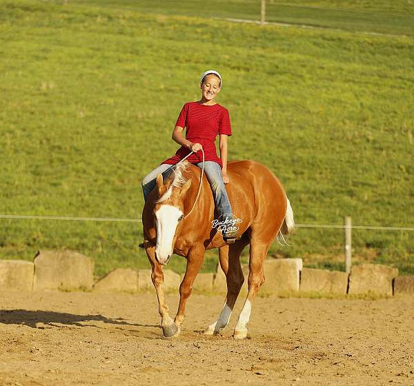 companion-quarter-horse