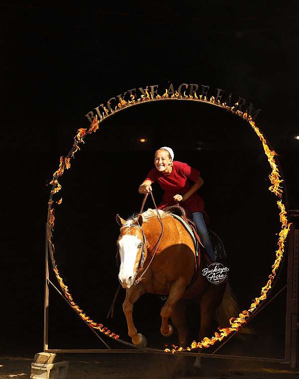 finished-quarter-horse