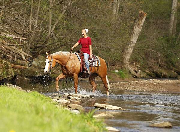 flashy-quarter-horse