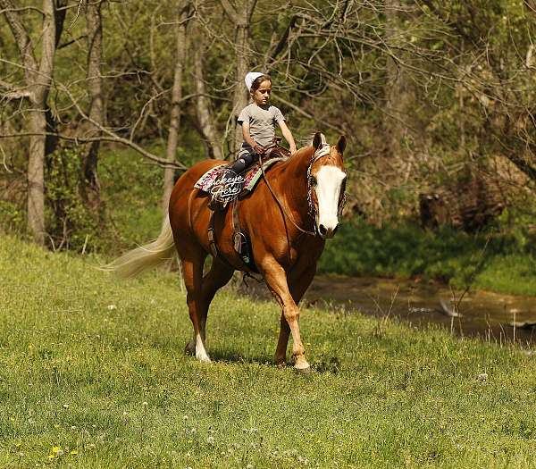 husband-safe-quarter-horse