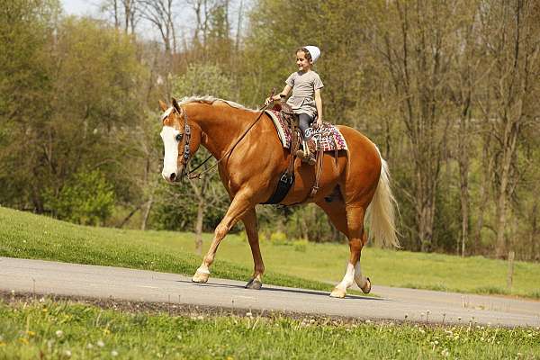kid-safe-quarter-horse