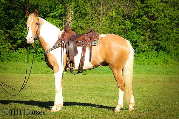 all-around-paint-horse