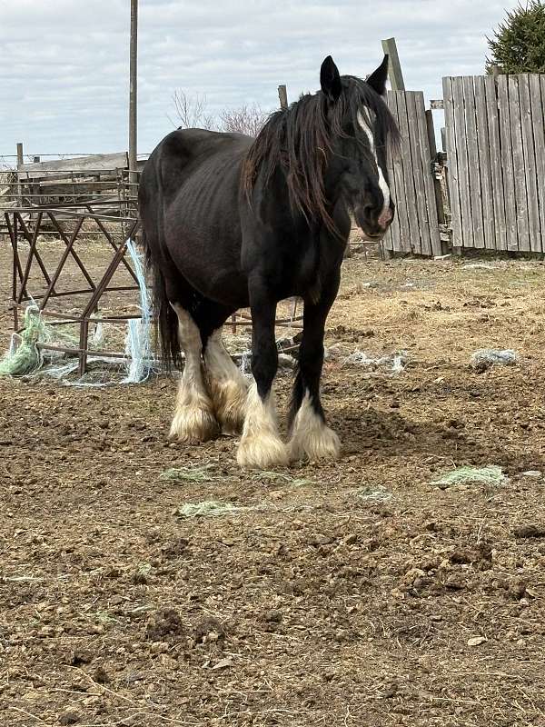 black-cbusa-mare