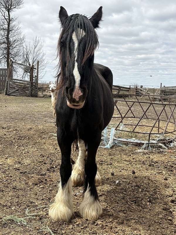 black-cbusa-horse