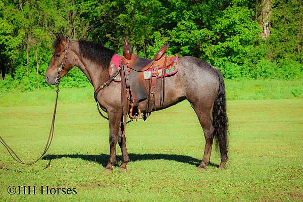 western-ri-rocky-mountain-horse