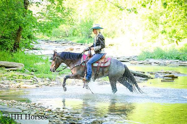 chocolate-western-ri-horse