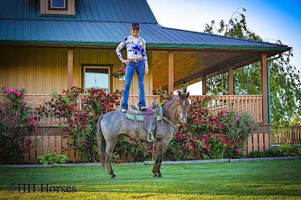 all-around-rocky-mountain-horse