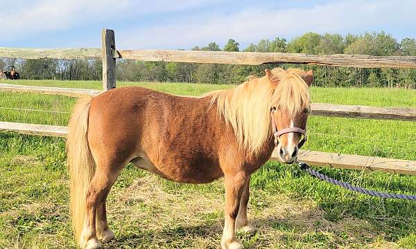 miniature-mare