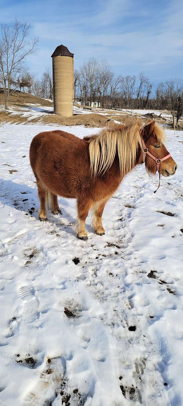 miniature-horse-for-sale
