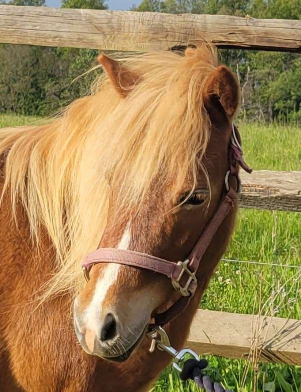 miniature-horse