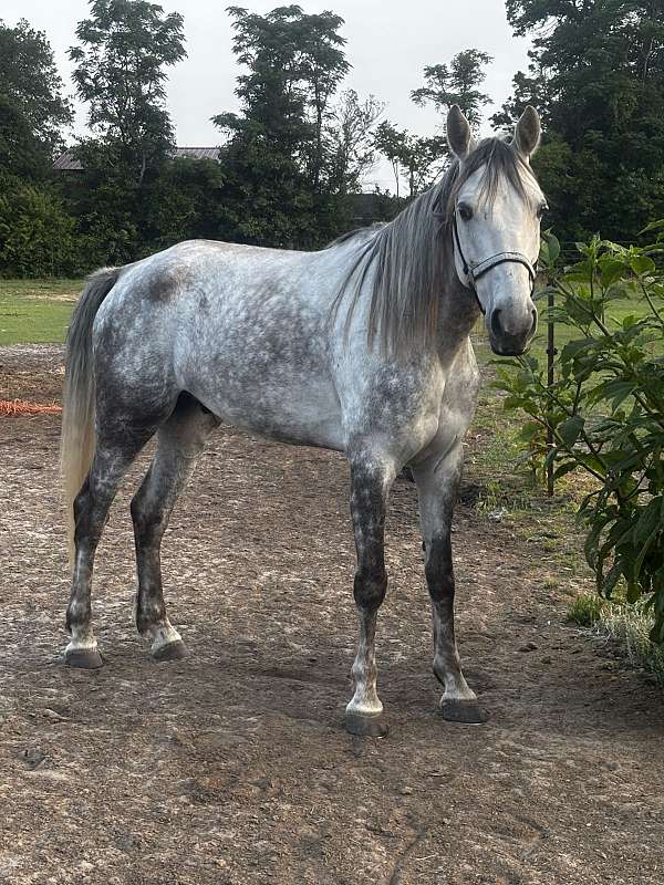 tennessee-walking-gelding
