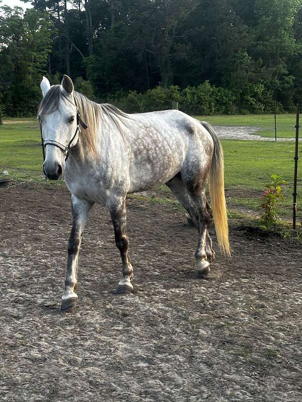 tennessee-walking-horse-for-sale