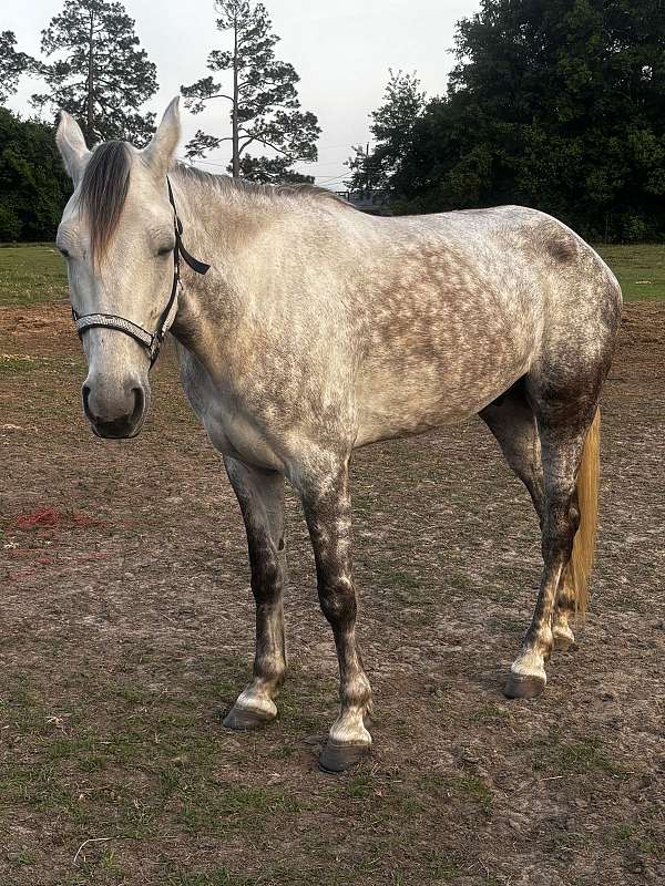 tennessee-walking-horse