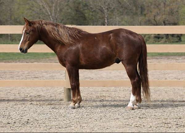 quarter-pony-gelding