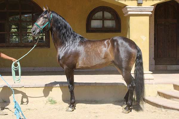 caballos-andalusian-horse