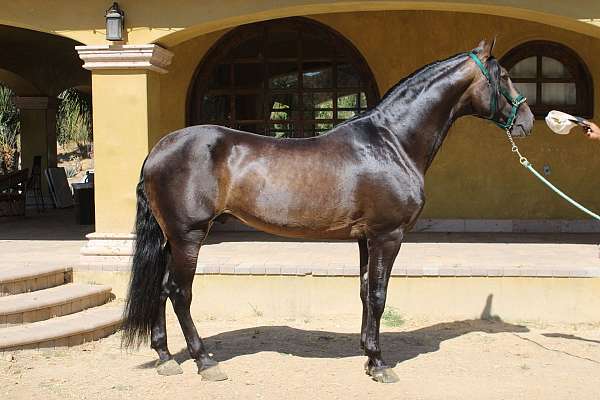 caballo-andalusian-horse