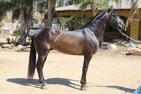 dressage-andalusian-horse