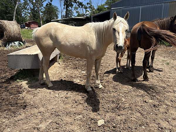 palomino-blaze-horse
